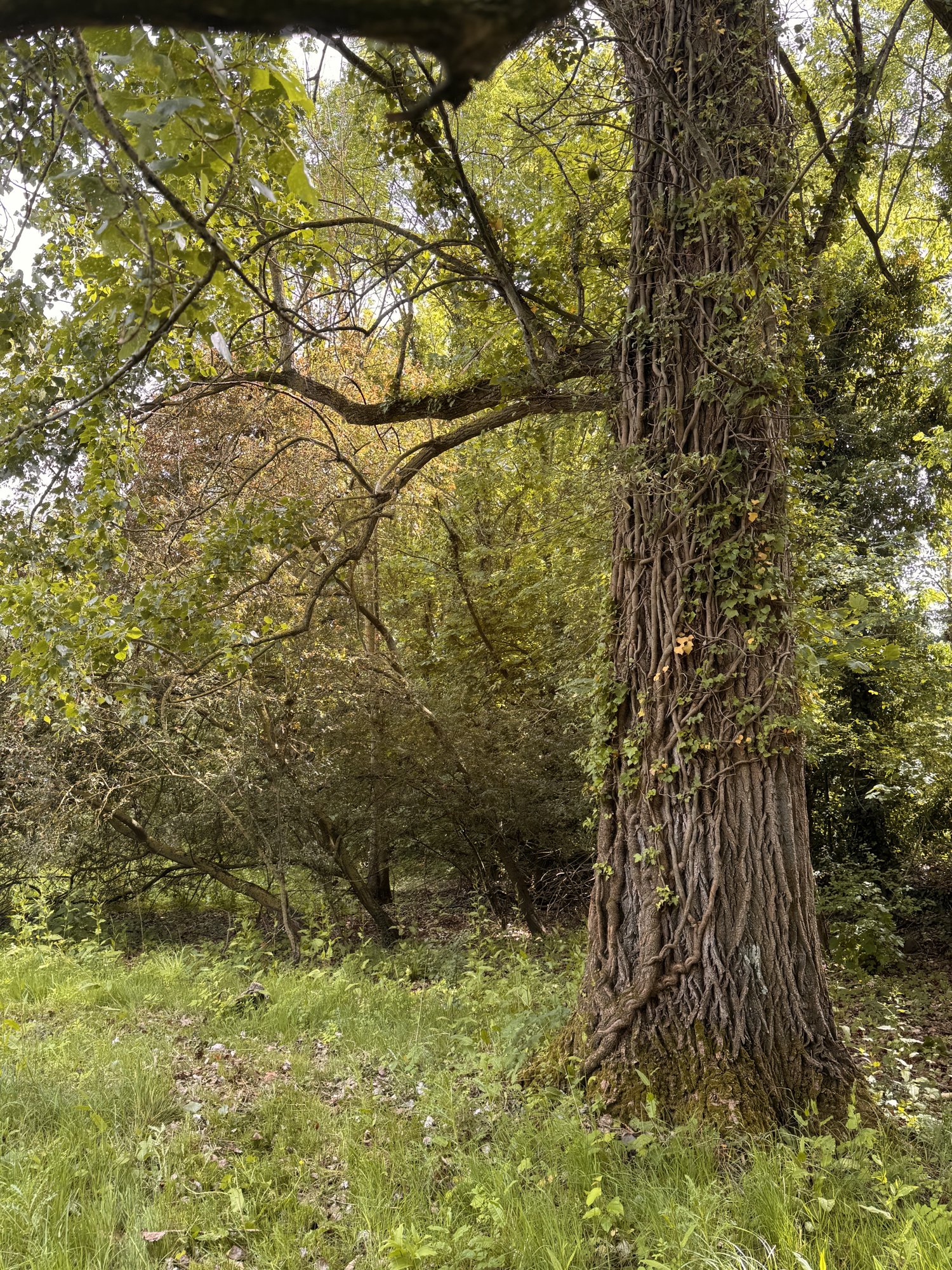 Arbre remarquable du parc