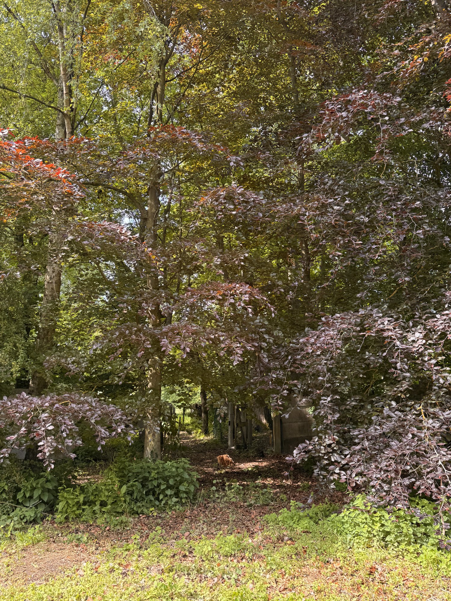 Allée d'arbres pourpres
