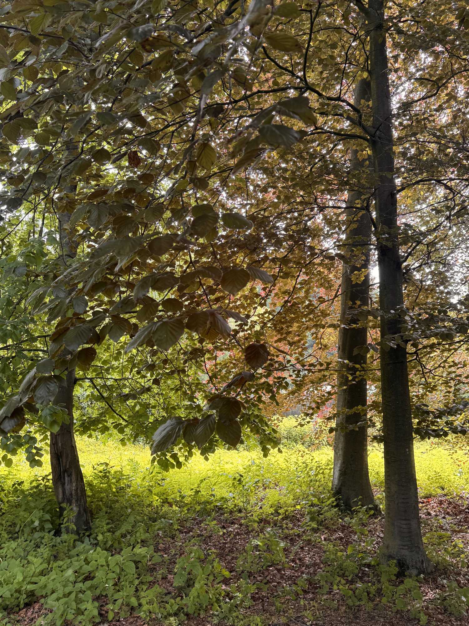 Couleurs d'automne