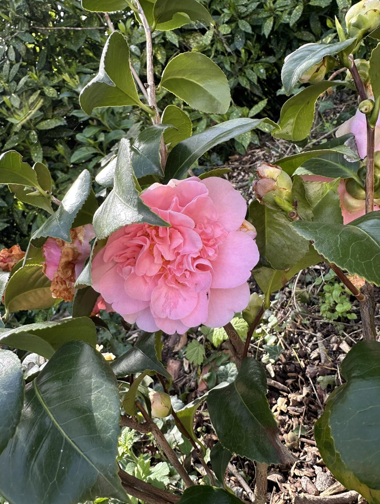 Camélia du jardin