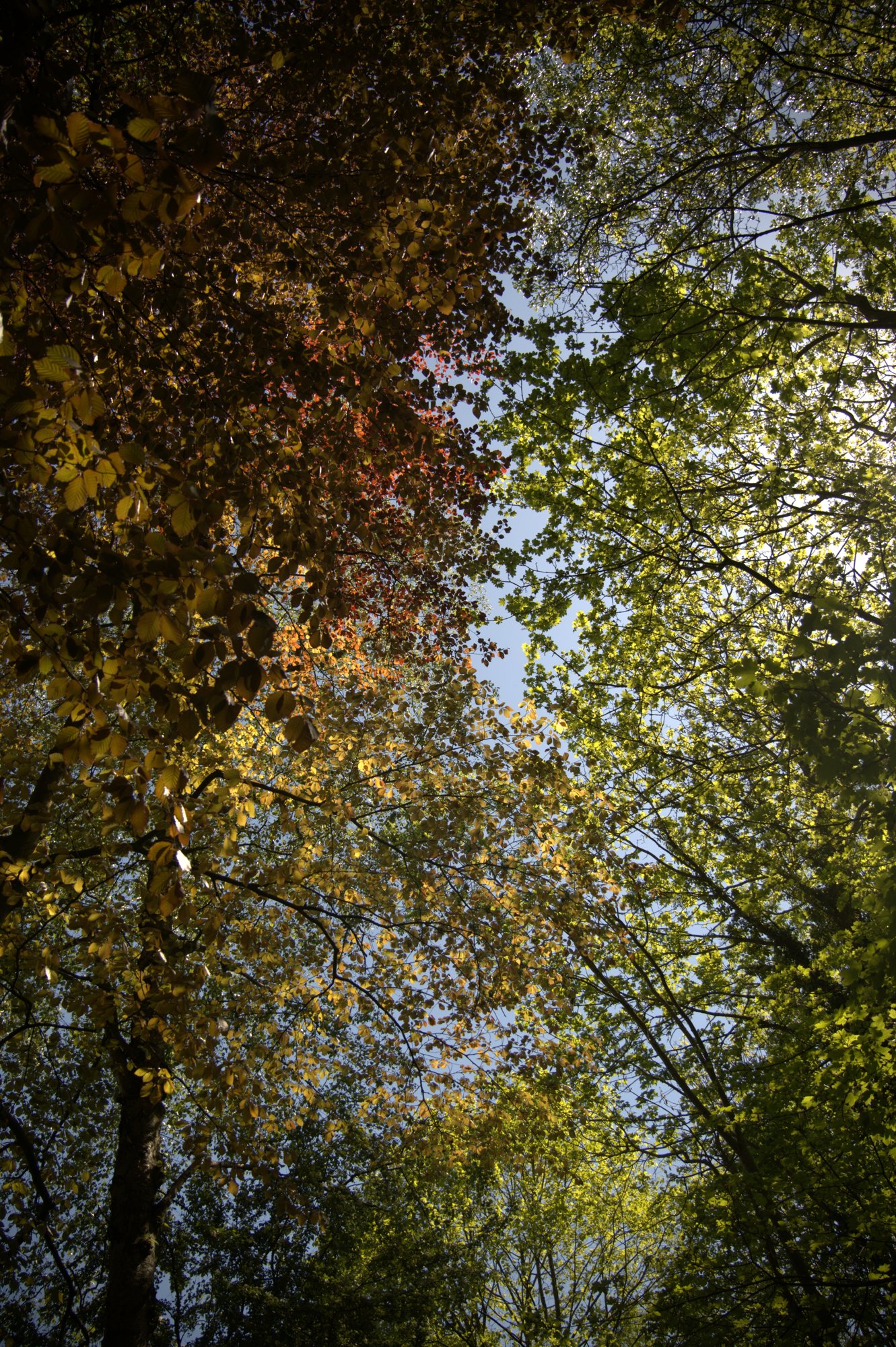 Canopée du jardin
