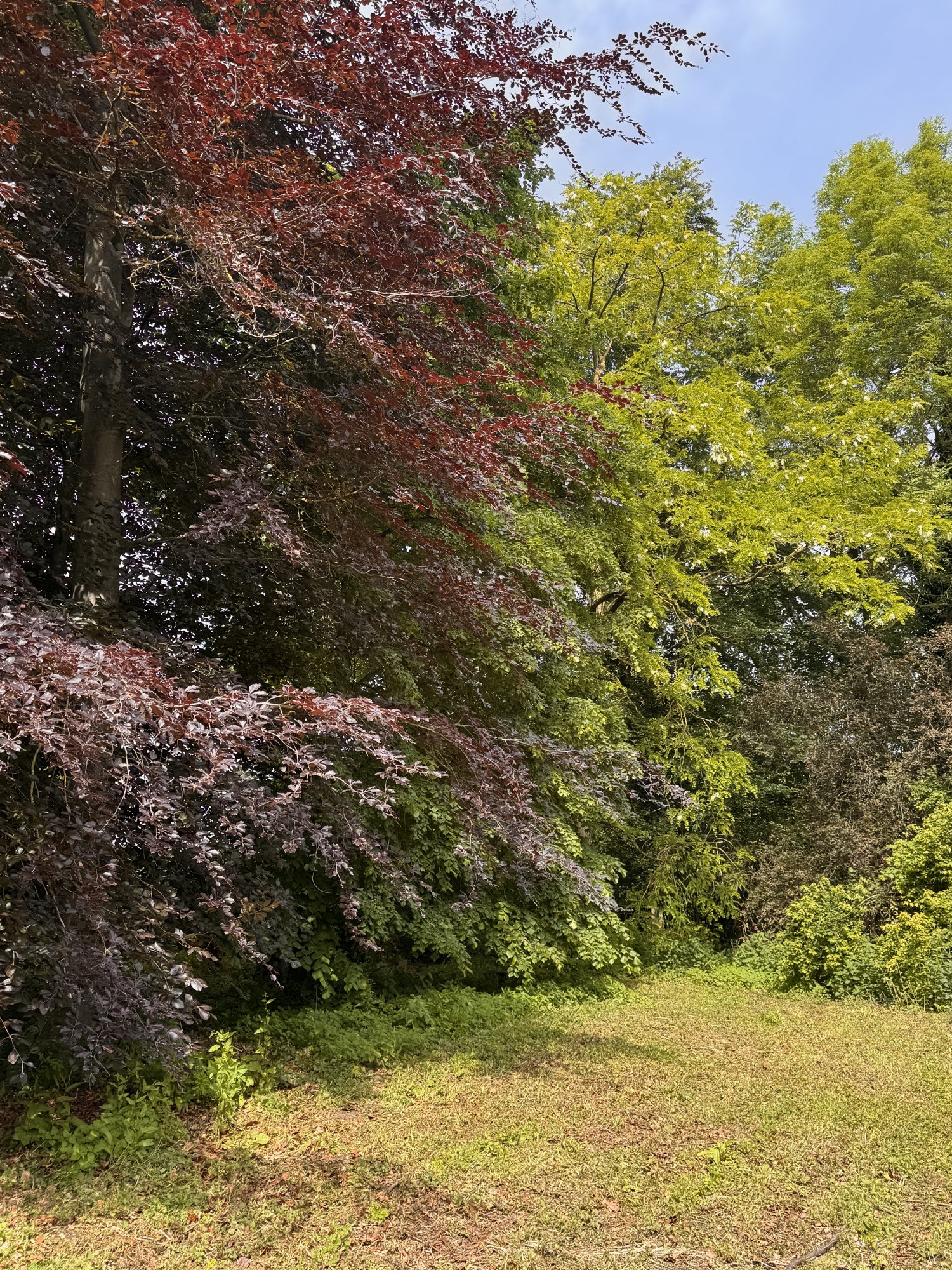 Contraste vert et pourpre