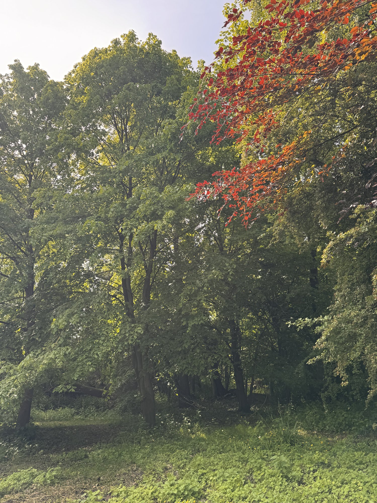 Érable rouge — autre vue