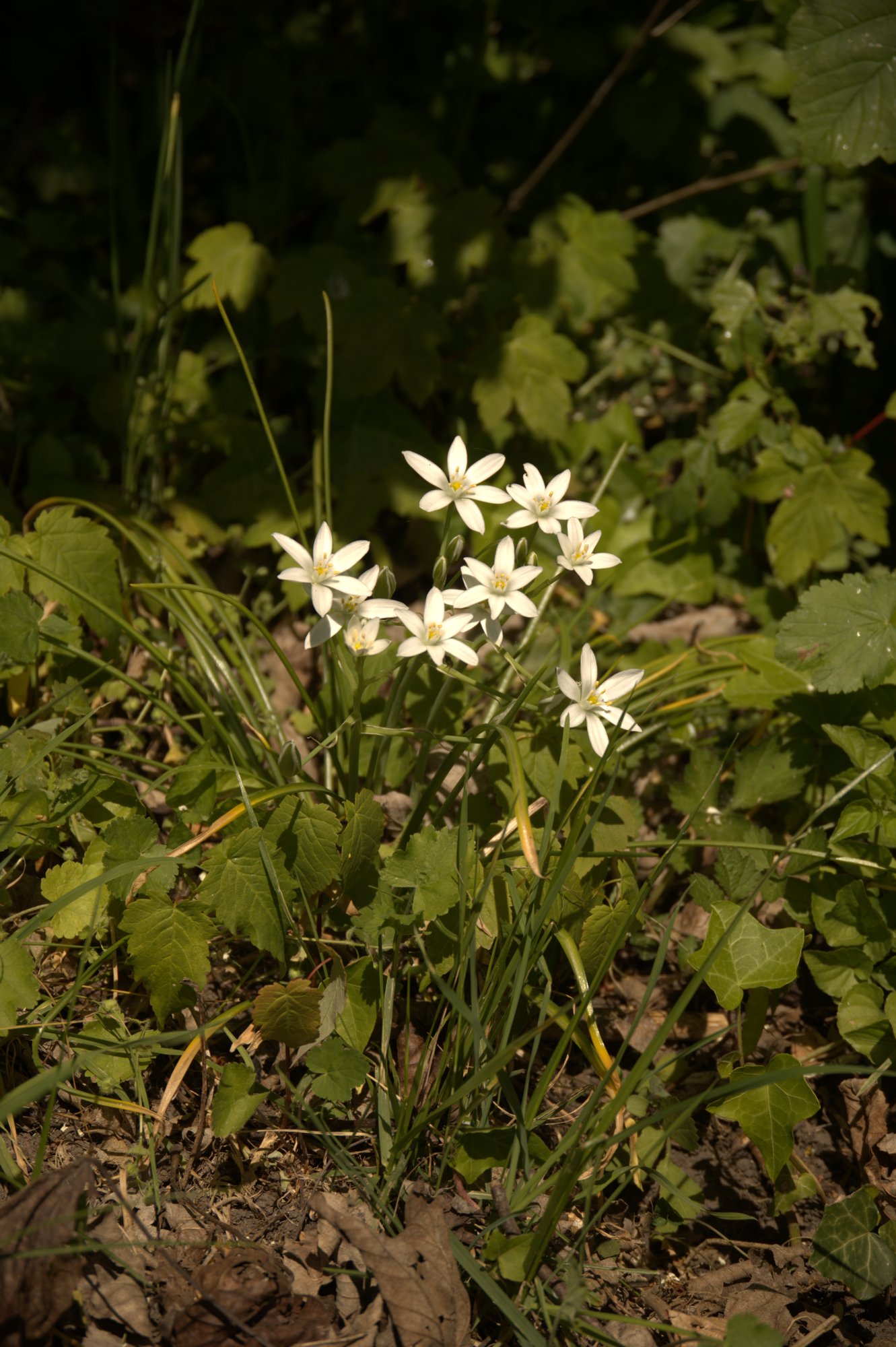 Fleurs sauvages du jardin