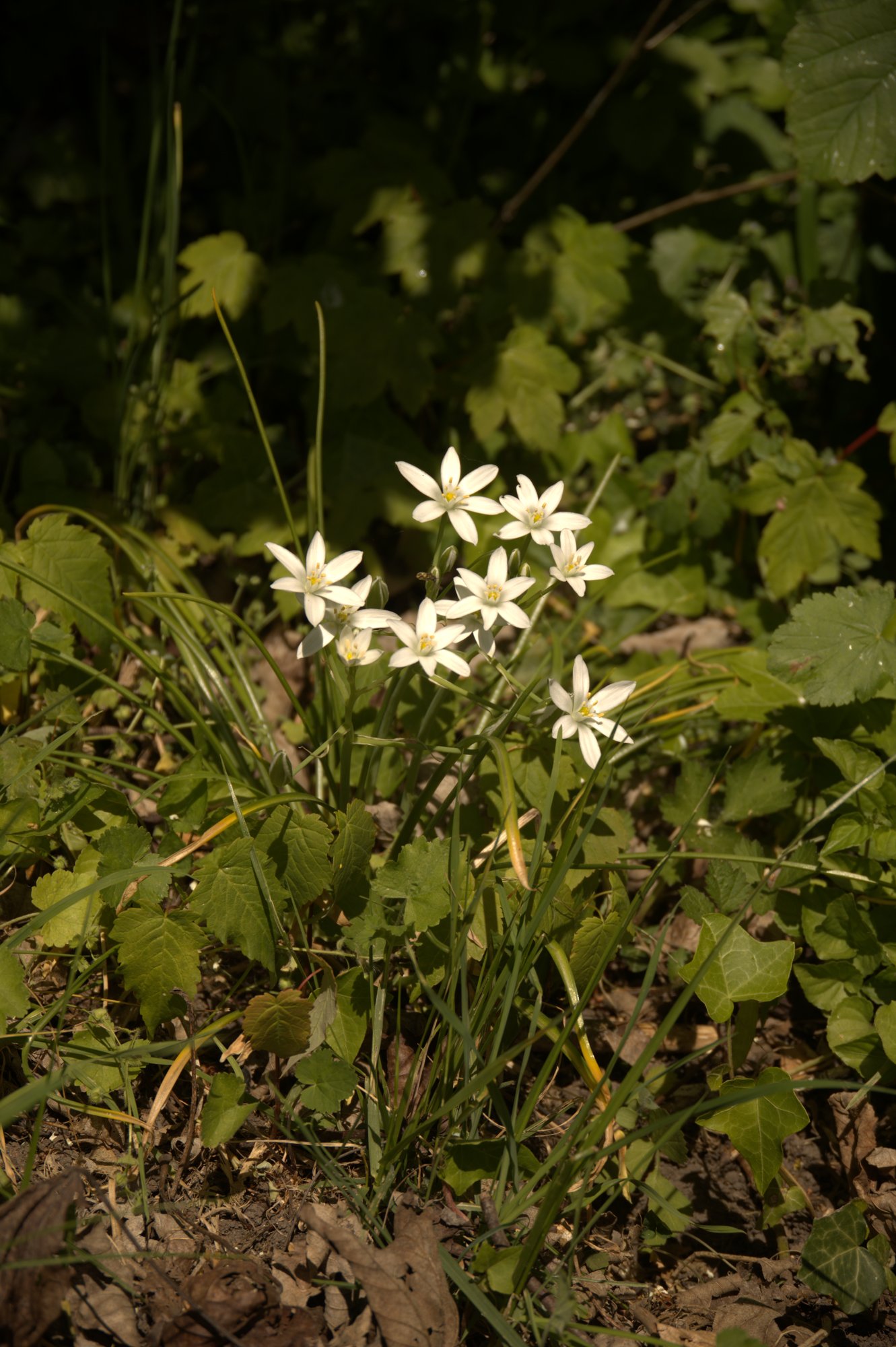 Étoiles de Bethléem