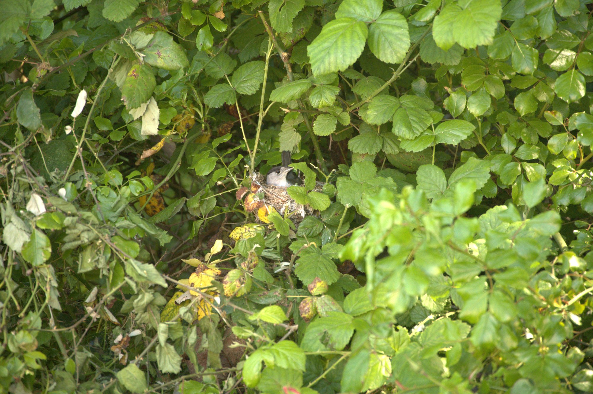 Oiseau au nid dans la haie