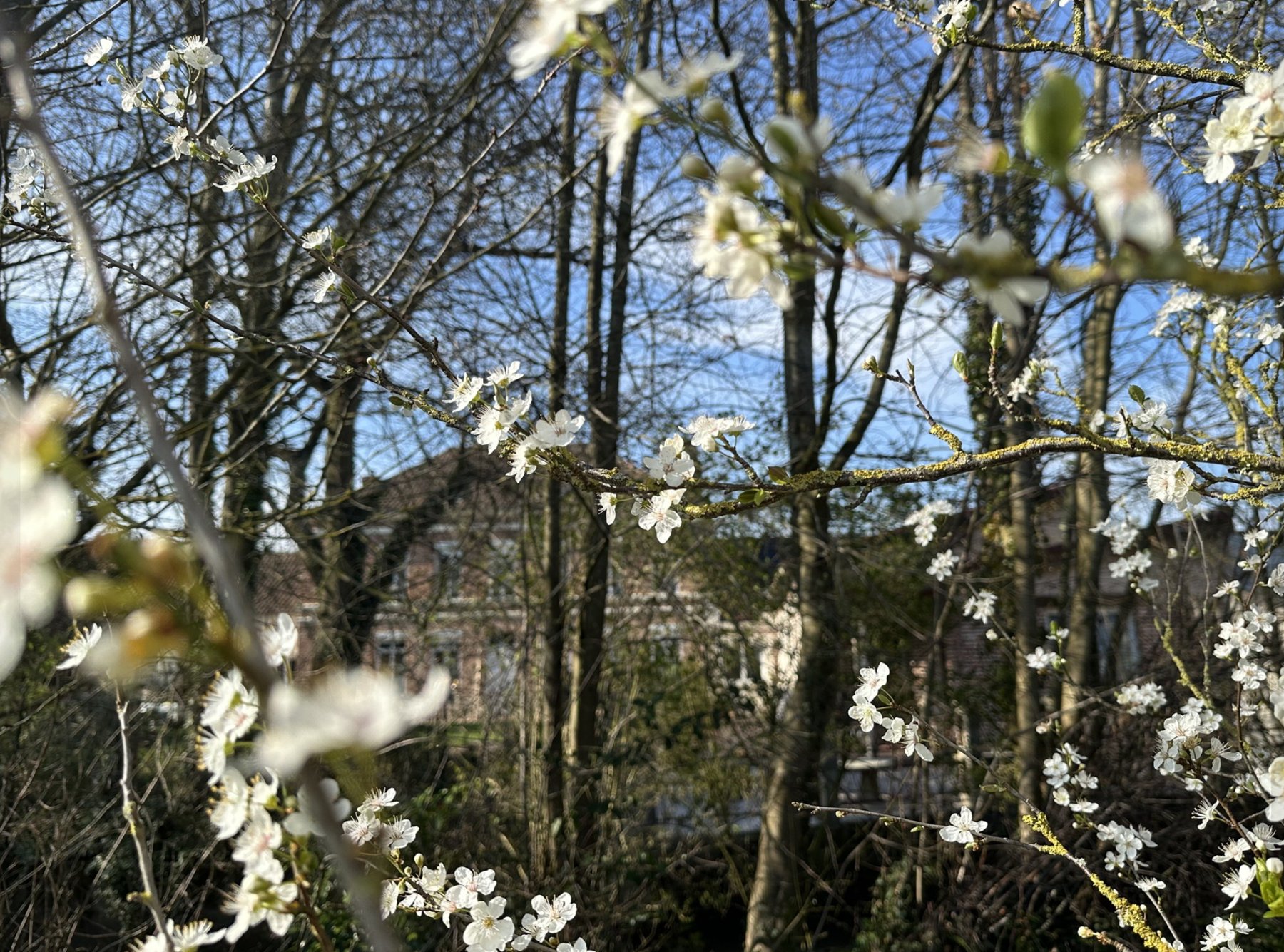 Cerisier au printemps