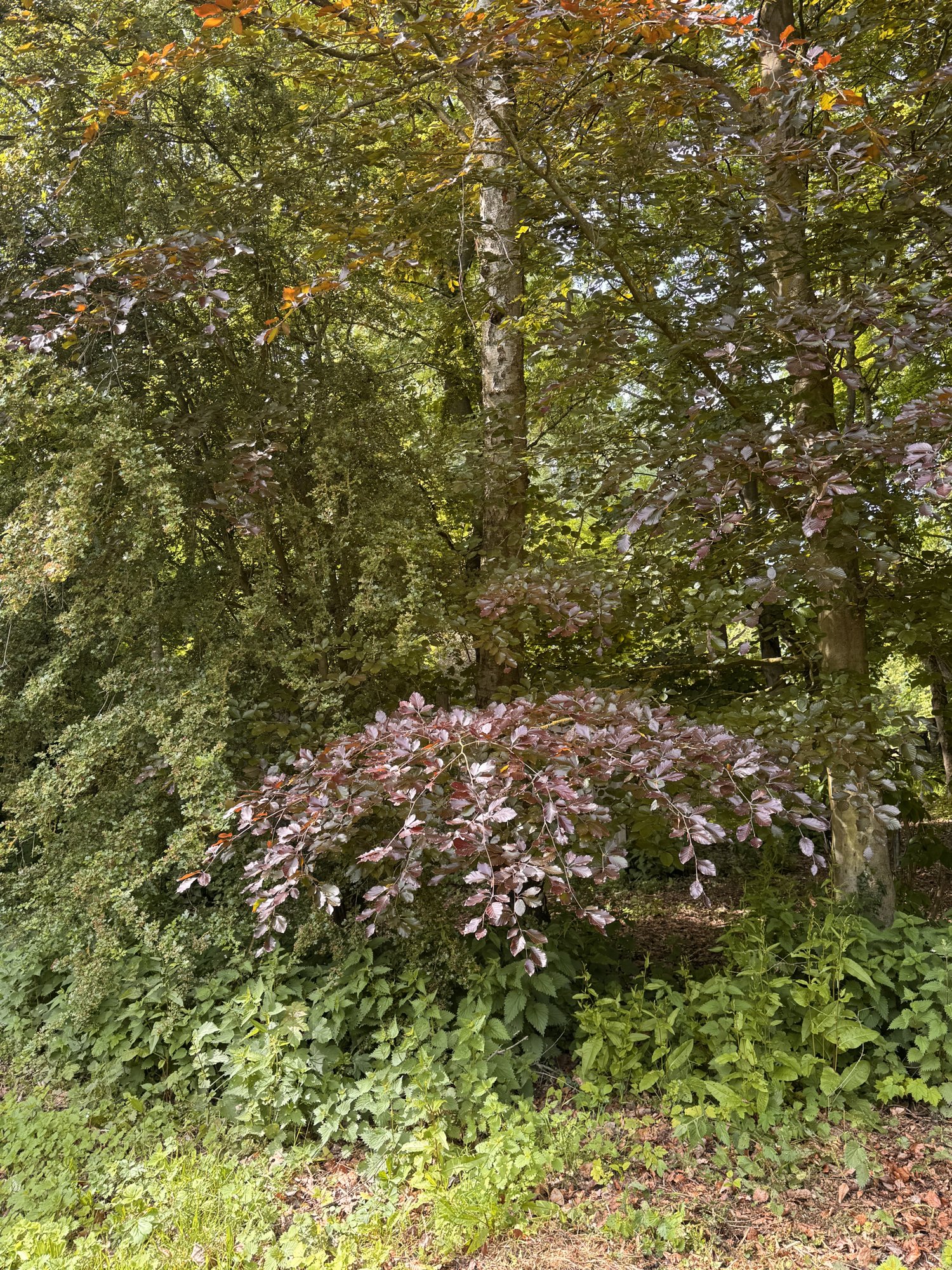 Prunier pourpre