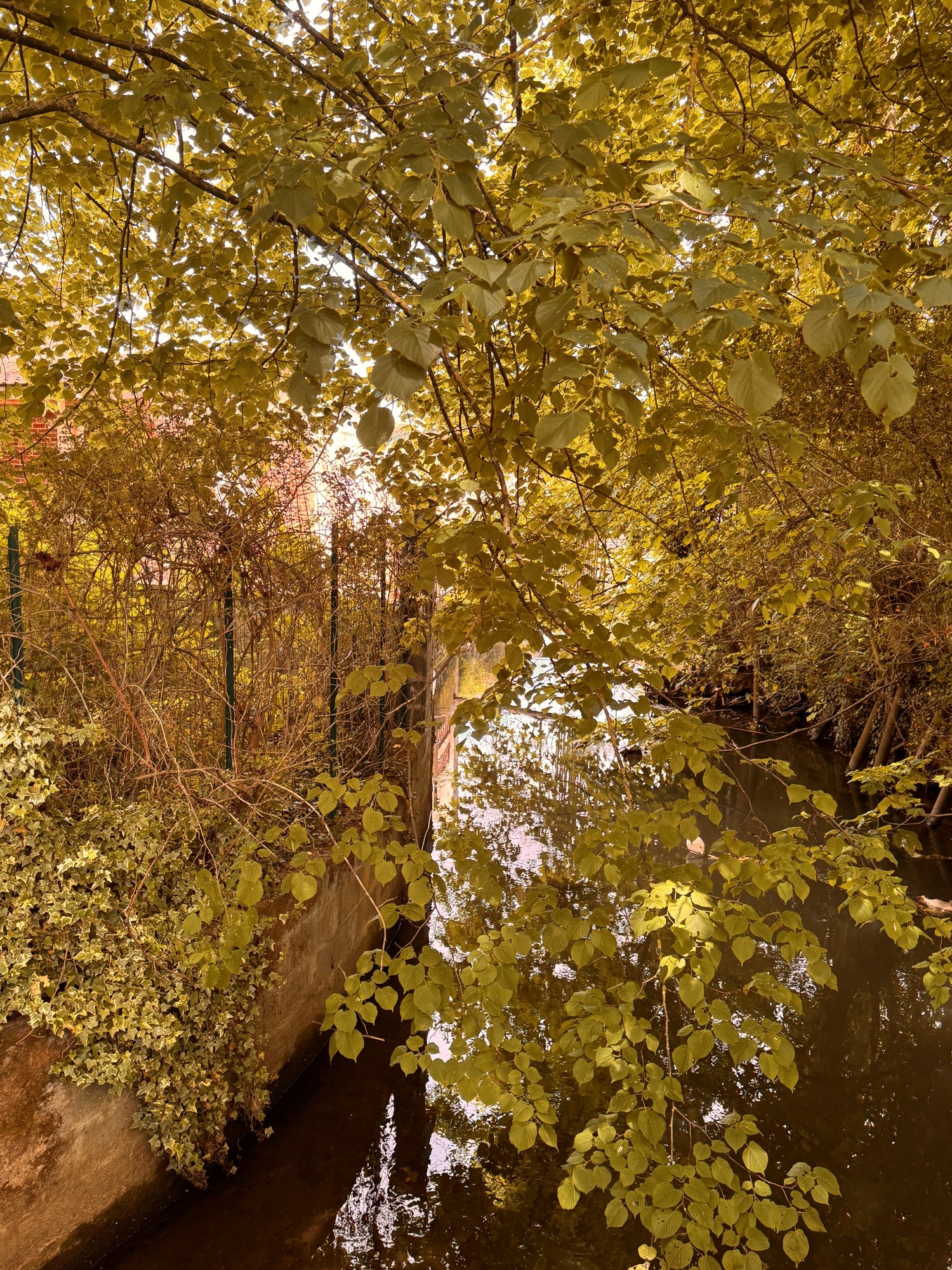 Reflets dorés sur la Clarence