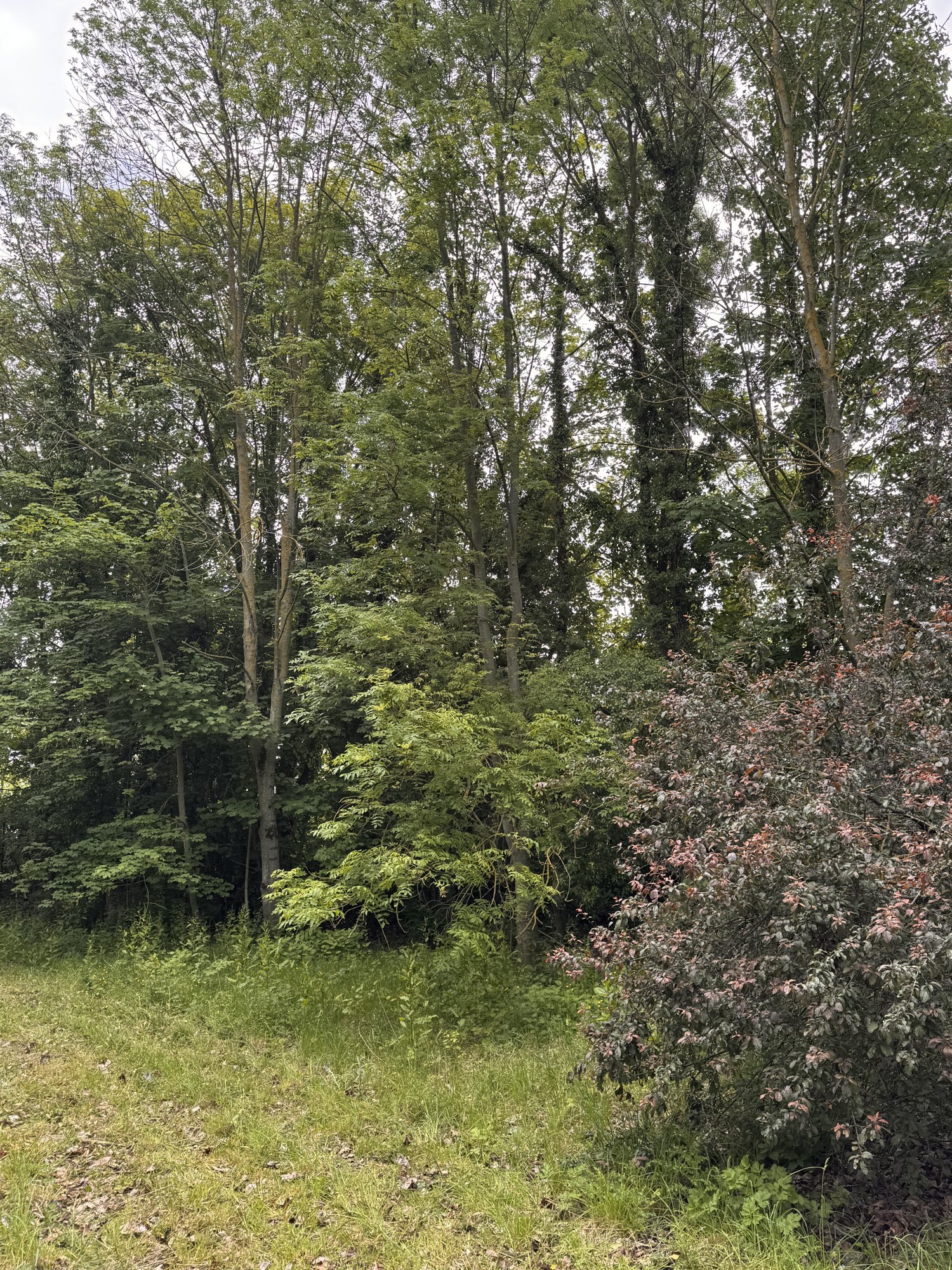 Sous-bois en lisière